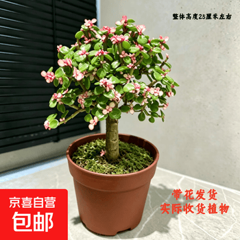 独杆棒棒糖金枝玉叶盆栽带花发货室内外招财绿植好养多肉老桩盆景 独杆棒棒糖金枝玉叶（1盆）