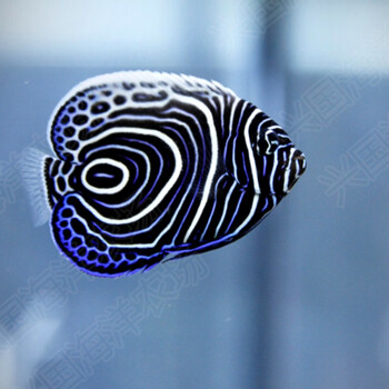 蓝圈篮圈神仙皇后神仙幼鱼活体海水鱼海缸观赏宠物鱼快递包活蓝圈68cm