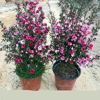 中梦冬天开花澳洲松红梅花松雪梅植物盆栽三色梅腊梅年宵花 松红梅1盆(5-6年苗)-10-4月开花 含盆