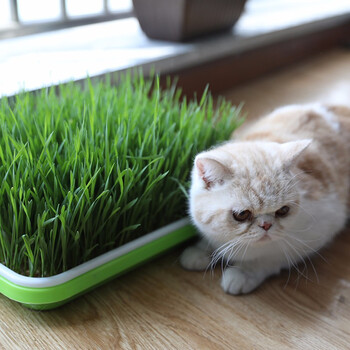 独特的魅力：如何利用市场趋势获得优质商品