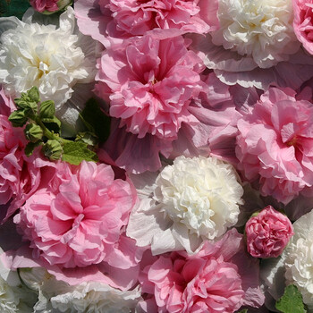 虹越 春播花卉种子桔梗美人蕉蜀葵鸟尾花观赏牛至冬珊瑚五星花萌吖吖种子重瓣蜀葵混色 图片价格品牌报价 京东