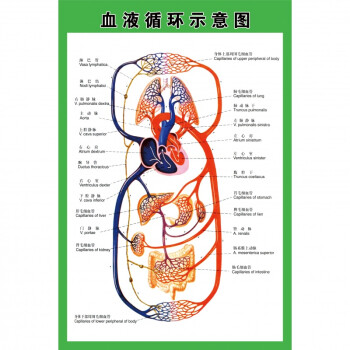 血液循環示意圖人體明細海報 肌肉骨骼神經血管醫院分佈圖 相紙 60寸