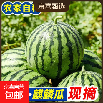 正宗冰糖麒麟美都无籽西瓜新鲜现摘现发皮薄肉甜河南夏邑源头直发 7-9斤1粒（净重7斤+）