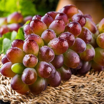 无籽红提新鲜红提子当季孕妇水果生鲜 净重3斤 精选茉莉香泡沫箱加冰