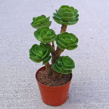 官方旗舰 财运满满多肉植物盆栽室内绿植花卉客厅桌面好养植物礼物花金钱滚滚 塑料盆 图片价格品牌报价 京东