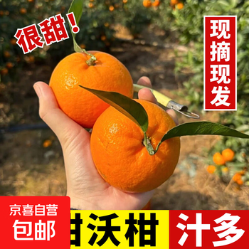 【沃柑】正宗高山水果超薄皮新鲜好吃不贵整箱批发包邮小孩 【3斤净重】-沃柑好吃薄皮