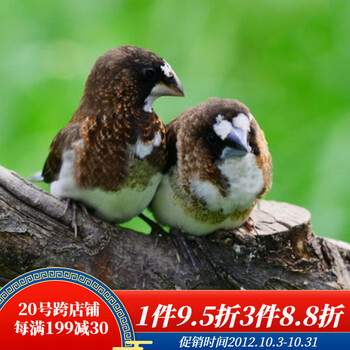 ajaj十姐妹保姆鸟活鸟一对繁殖鸟活宠物家养观赏特色背心菊花顶 黑白