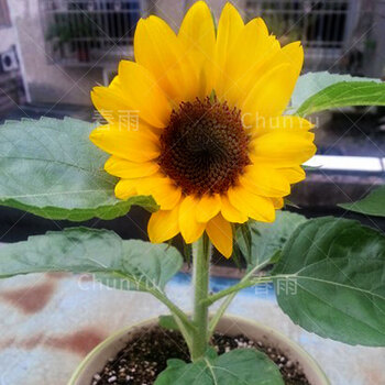小矮向日葵种籽孑苗观赏苗带根太阳花四季阳台盆栽花种向曰葵种子矮生观赏向日葵苗3棵 图片价格品牌报价 京东 小矮向日葵种籽孑苗观赏苗带根太阳花四季阳台盆栽花种向曰葵种子矮生观赏向日葵苗3棵 图片价格品牌报价 京东