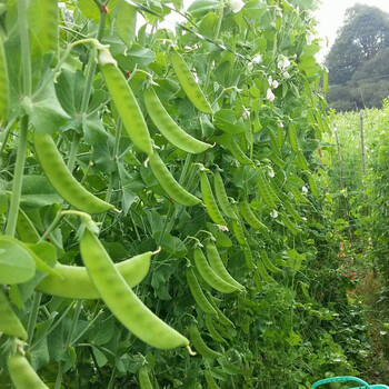 大荚荷兰豆种子甜脆早熟高产菜豌豆菜园盆栽甜脆嫩无渣矮茎豌豆四季播基地荷兰豆30克试种装 图片价格品牌报价 京东