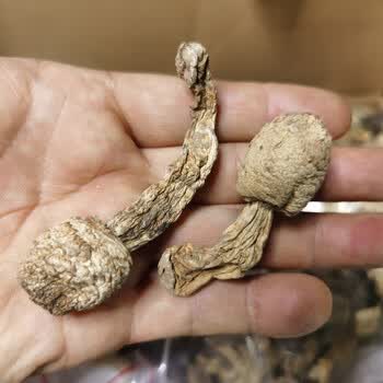 新疆滋补那拉提野蘑菇巩乃斯鸡腿菇草原景区牧民直供无沙尘蘑菇干 1斤