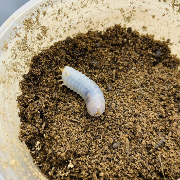 安小离白条花金龟香气甲虫成虫幼虫科普宠物独角仙大兜锹甲金龟子易