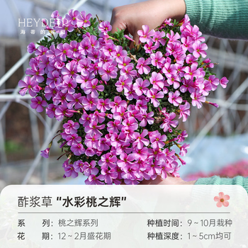 海蒂的花园酢浆草种球多年生好养花卉植物阳台庭院花卉多色绿植种子种球植物 酢浆草水彩桃之辉(10球装)