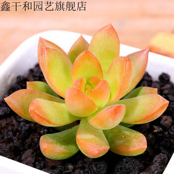 大型多肉植物大珊瑚多肉植物玉露多肉植物大颗大多肉植物新蓝色小蓝衣a 不含盆 图片价格品牌报价 京东