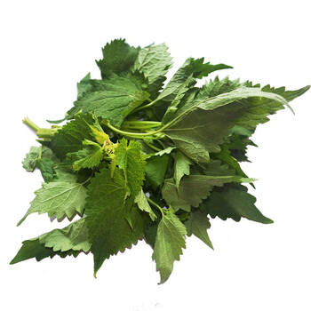 蔬果哆 现摘 新鲜藿香叶 藿香菜 做鱼调料 纯叶 500g一斤