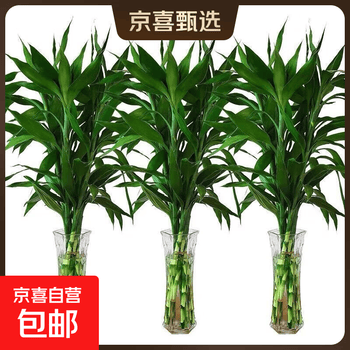 年宵花富贵竹春节水养花卉转运竹水培植物盆栽过年装饰年货绿植 10枝-65cm富贵竹 标准