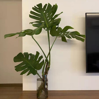 龟背竹 大型室内6年老桩小龟背可水培植物盆栽客厅吸甲醛大叶绿植 6年