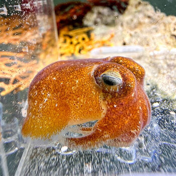 黄金乌贼小飞象夏威夷短尾乌贼海水鱼缸迷你海洋生物观赏动物章鱼