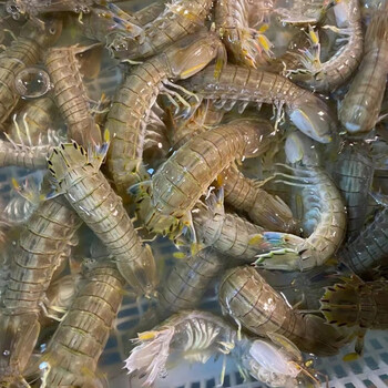 果亦橙【sf空运】皮皮虾鲜速冻活超大特大虾婆冷冻濑尿虾富贵虾过年