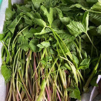 现挖东北大叶芹东北山菜新鲜山野菜大叶芹山芹菜野生芹菜 顺丰陆运