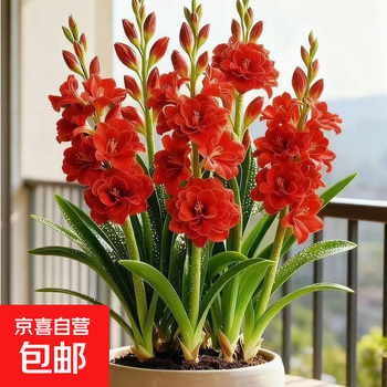 2026年10月14日更新【万能白菜价】的图片 第9张