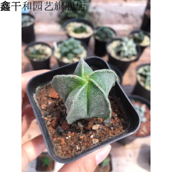 多肉植物块根断崖王子红花断崖女王龟甲龙火星人块根多肉盆栽绿植五角鸾凤玉单头裸根不带土 图片价格品牌报价 京东 多肉植物块根断崖王子红花断崖女王龟甲龙火星人块根多肉盆栽绿植五角鸾凤玉单头裸根不带土 图片价格品牌报价 京东
