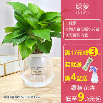 绿萝吊兰盆栽植物室内水培绿植栀子花卉长寿花观花植物紫罗兰盆景绿萝c101 高透花盆 图片价格品牌报价 京东 绿萝吊兰盆栽植物室内水培绿植栀子花卉长寿花观花植物紫罗兰盆景绿萝c101 高透花盆 图片价格品牌报价 京东