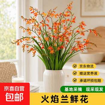 火焰兰鲜花花束云南直发室内装饰植物插花配花配草水培绿植鲜切花 火焰兰10枝