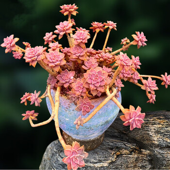 多肉老桩群生悬崖桩进口多肉植物多头缀化法师锦容易吸甲醛 孔雀蓝 3