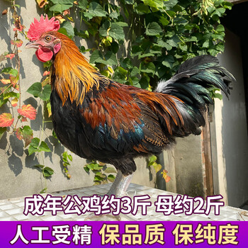 纯种云南茶花鸡种蛋受精蛋可孵化小鸡观赏鸡一代种蛋20枚20枚