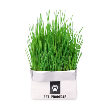 猫草种子猫零食猫咪无土培养懒人种植猫草盒大麦种子化毛猫咪零食无土有机猫草小麦 图片价格品牌报价 京东 猫草种子猫零食猫咪无土培养懒人种植猫草盒大麦种子化毛猫咪零食无土有机猫草小麦 图片价格品牌报价 京东