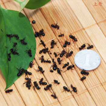 东北黑蚂蚁红蚂蚁长白山蚂蚁干可打粉泡酒中药材拟黑多刺蚁 东北黑