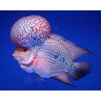 婷越岚观赏鱼精品罗汉鱼活体鸿运当头泰国金花马骝拉线包头爆头罗汉