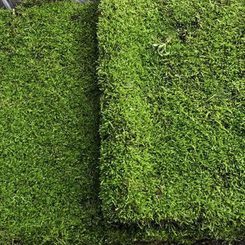 鲜活苔癣短绒藓小灰藓微景观水陆缸雨林缸苔藓盆景铺面吸水石青苔小灰