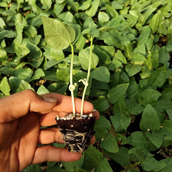 北蔬长豆角苗长豇豆无架豆秧苗种子苗无架豆角苗5棵