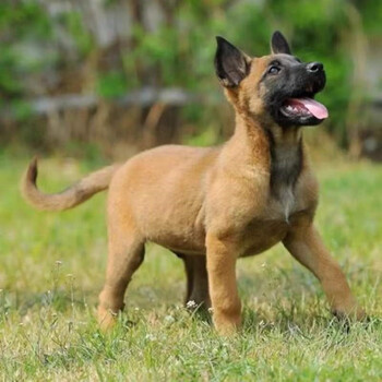 品质保障】马犬幼犬幼崽纯种宠物狗狗马犬狗狗 宠物b级 公【图片 价格