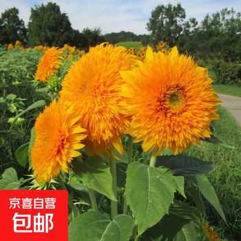 2026年8月26日更新【万能白菜价】的图片 第4张