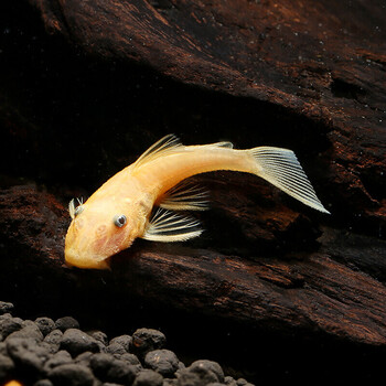 黄金蓝眼胡子鱼草缸除藻工具鱼异型热带鱼清道夫异形雪花大帆2条蓝眼胡子