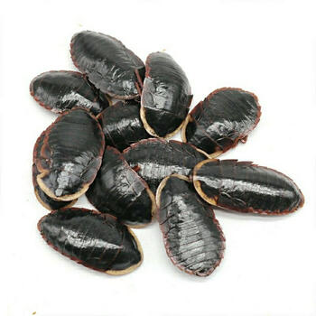 6015啡晨 土元中药材干土元 土元0土鳖虫土鳖子