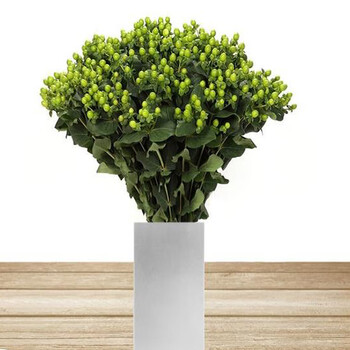 多色火龙珠国产进口顺丰空运昆明基地直供家庭办公室鲜花国产绿色810