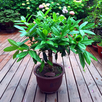 八月桂花树苗盆栽花卉植物浓香桂花树苗日香桂桂花苗四季开花包活庭院开花植物沉香桂带花发货南方庭院植物日香桂 嫁接4年苗 不含盆 图片价格品牌报价 京东