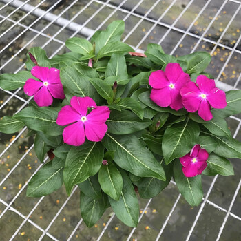 长春花盆栽日日春盆栽四时春花期长庭院阳台盆栽花卉玫红色大盆不含盆 图片价格品牌报价 京东