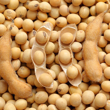 寿禾 中黄37黄豆种子高产西南大粒八月夏播早熟夏季 中黄37大豆种子 2