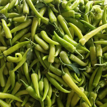 广西新鲜白辣椒白玉椒 腌制泡椒 1斤 白皮辣椒尖椒 蔬菜微辣 3斤装