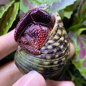 蟹懒人宠物桌面办公新手宠物灰白草莓深紫短腕黑莓 黑莓寄居蟹3-4厘米