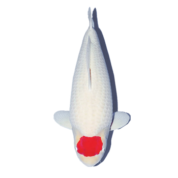 纯种保活到家】小鱼活体宠物鱼活体活鱼苗金鲤鱼风水鱼黑色丹顶锦鲤