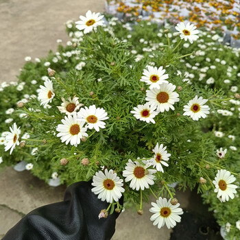 玛格丽特盆栽花苗重瓣糖果小雏菊室内室外阳台庭院花卉y  白色