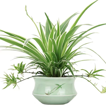 金边吊兰盆栽好养垂吊植物办公室新房摆放花卉绿植58花期