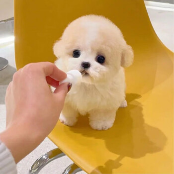 泰迪幼犬灰泰迪纯种泰迪狗活犬宠物狗狗活体巨贵贵宾犬茶杯犬小狗崽