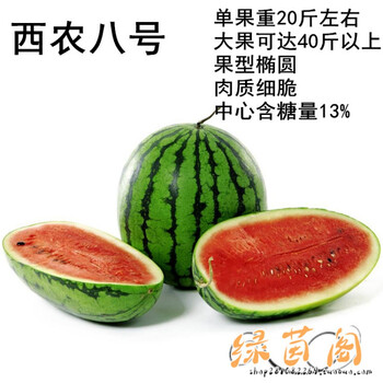 西瓜种籽早佳8424冰糖麒麟无籽瓜高产巨型黑美人四季礼品西瓜种子西农