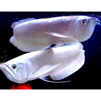 银龙鱼活体观赏鱼苗热带淡水中大小型风水鱼金龙鱼发财招财鱼 银龙鱼